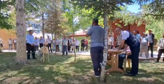Bekarlar köyünde bir ilk; Koç açık artırmada satıldıkça satıldı, bağışlandıkça bağışlandı.