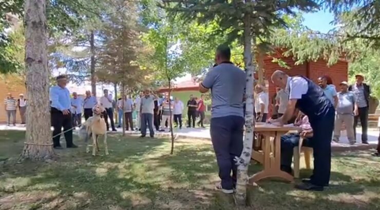 Bekarlar köyünde bir ilk; Koç açık artırmada satıldıkça satıldı, bağışlandıkça bağışlandı.
